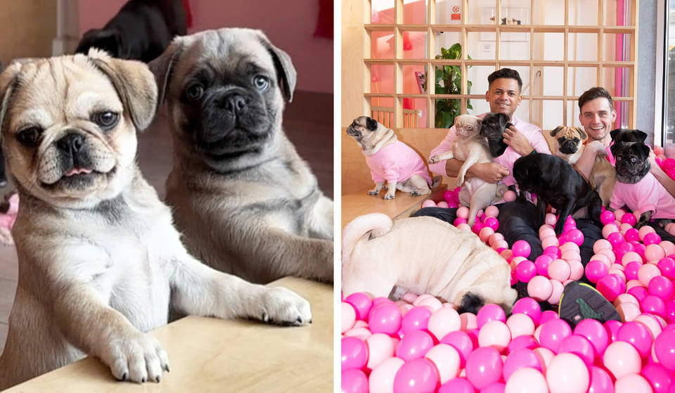 Manchester’s Very Own Pug Cafe With A Huge Ball Pit And Dog-Themed Cakes Has Opened