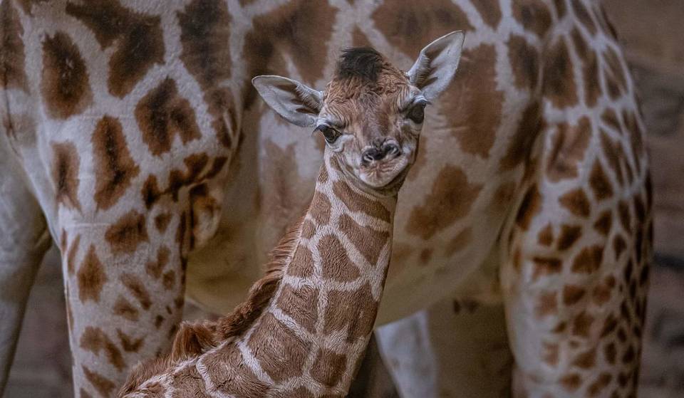 The Birth Of An Adorable Rare Giraffe Has Been Caught On Camera At Chester Zoo And Yes, We Have Photos