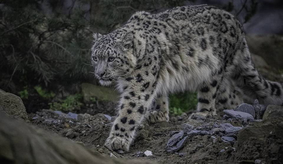 Two Majestic Snow Leopards Have Arrived At Chester Zoo For The First Time In Its 93-Year History