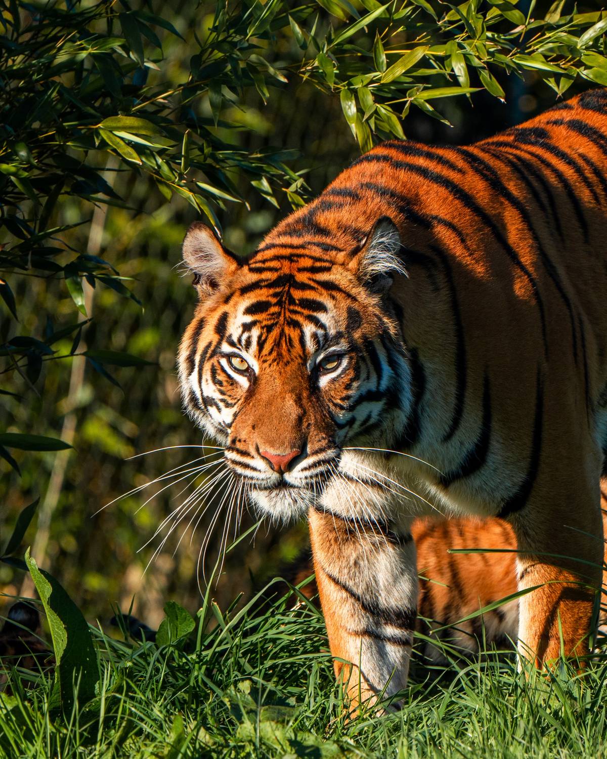 tiger at zoo