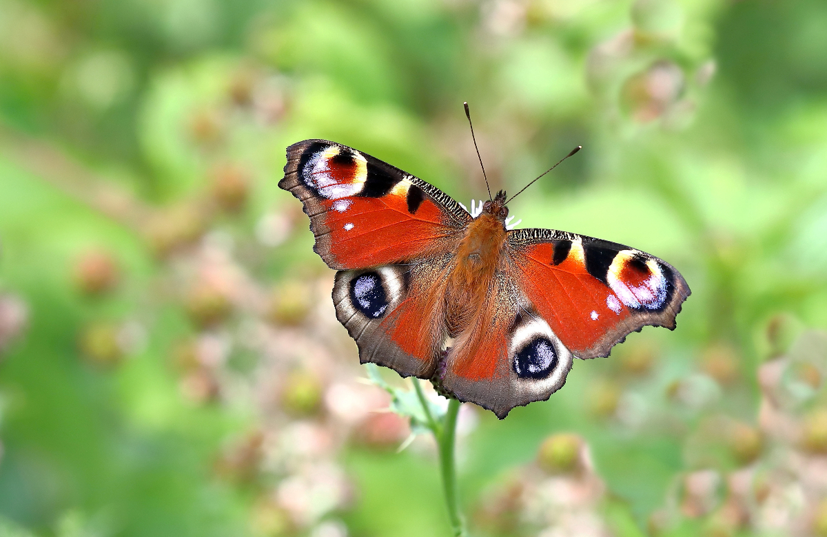 A Butterfly Emergency Has Been Declared In The UK