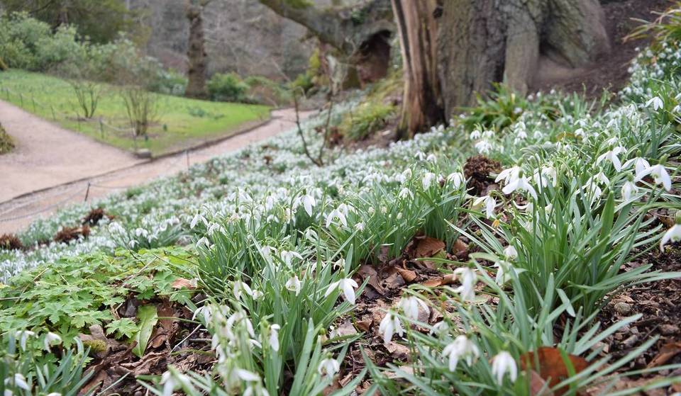 The Historical Woodland Walk Where You Can See Hundreds Of Magical Snowdrops – Just 10 Minutes From Greater Manchester