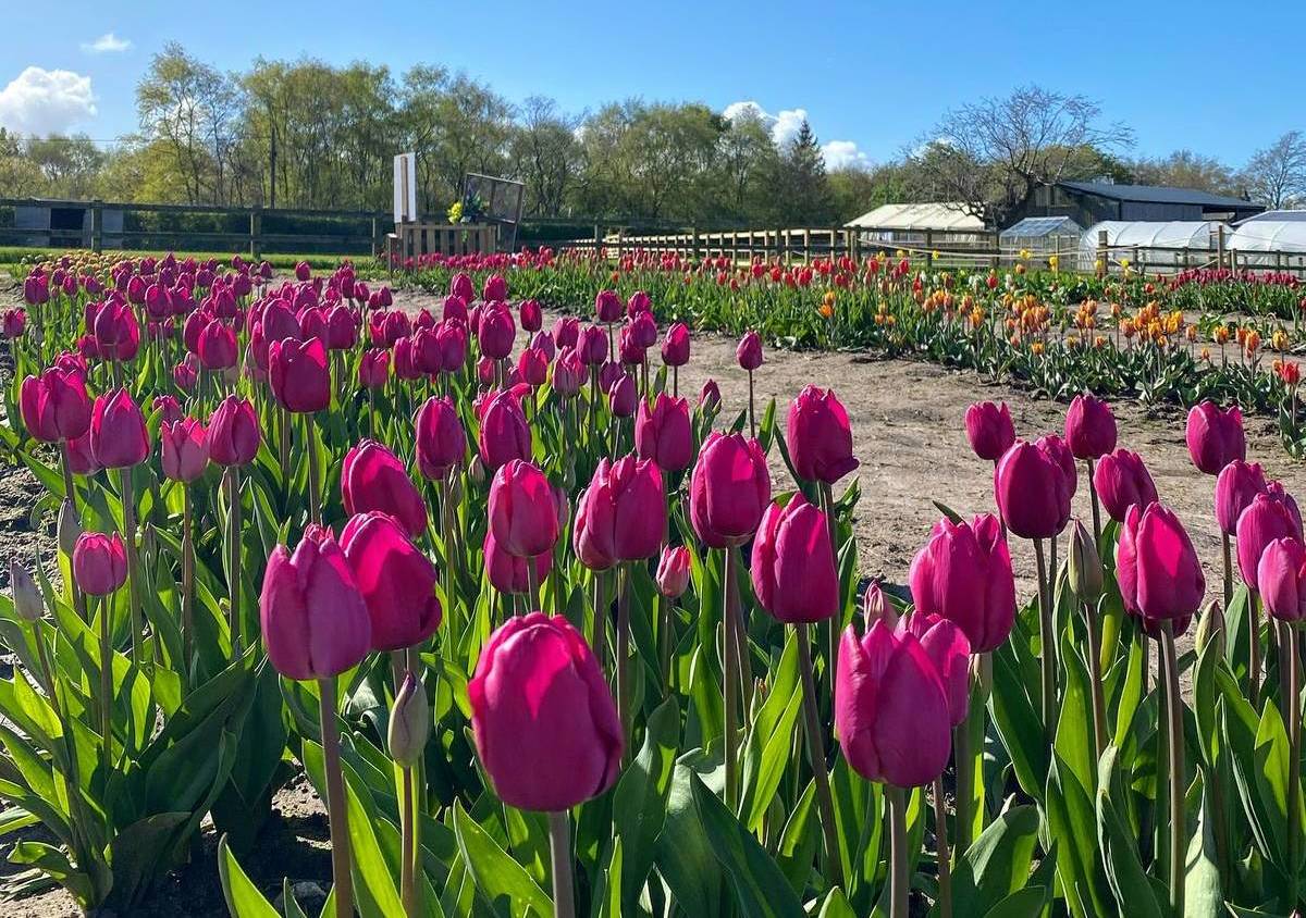 This hidden farm just over 1 hour from Manchester has a secret woodland tearoom & over 20 varieties of spring tulips to pick yourself – and it’s the most wholesome day out