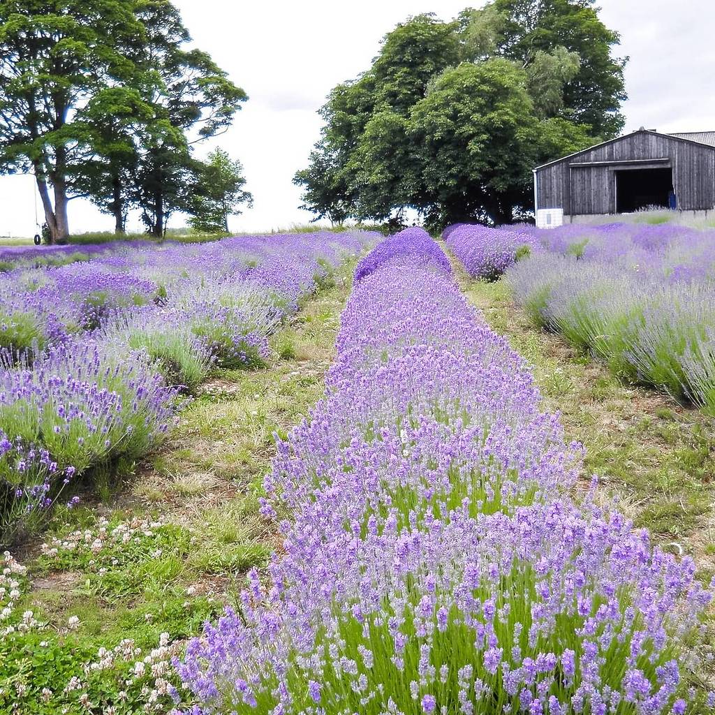 inglenook farm lavender field with trees in background
