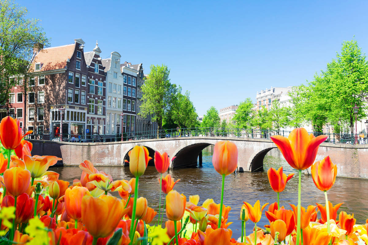 amsterdam tulips installation coming to mancheester flower festival