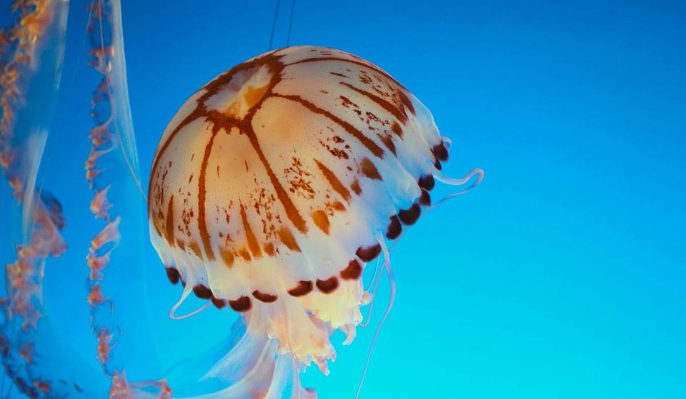 More Jellyfish Than Ever Are Appearing In UK Waters, And They’re Even Starting To Invade Our Rivers – What Should I Do If I’m Stung By One?