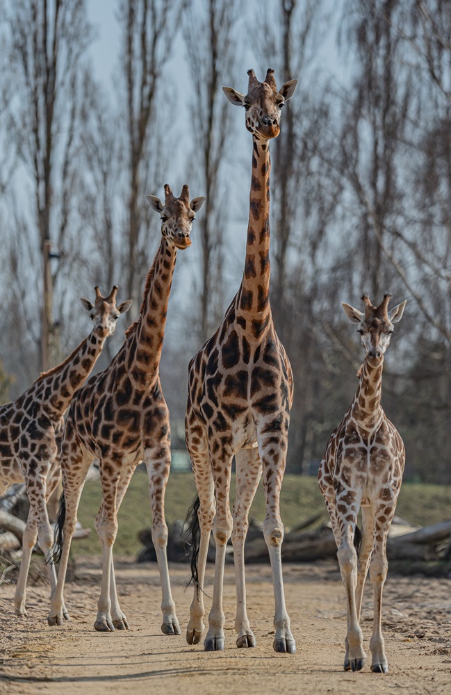 chester zoo four giraffes named most popular attraction in england outside london