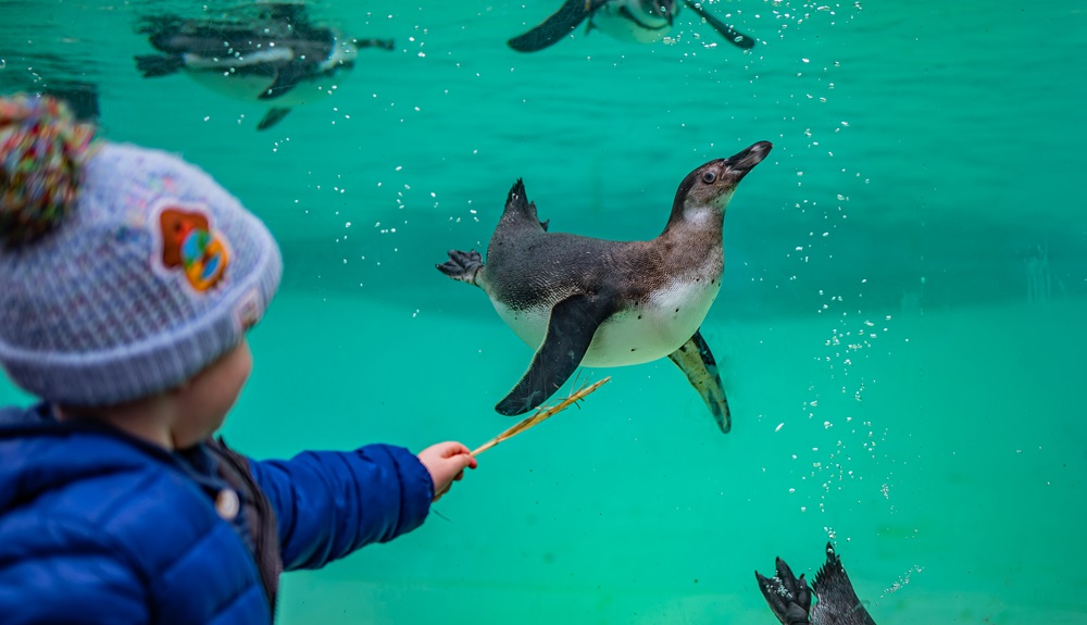 chester zoo penguins swimming named most popular attraction in england outside london