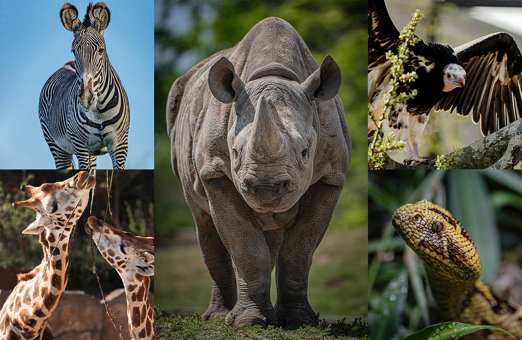 chester zoo collage of animals named most popular attraction in england outside london