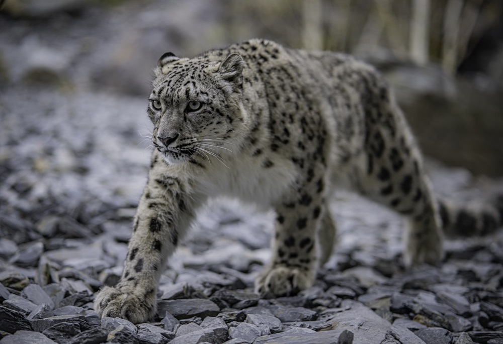 chester zoo snow leopard named most popular attraction in england outside london