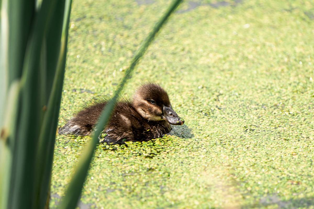 african maccoa duckling in bog hatched at chester zoo