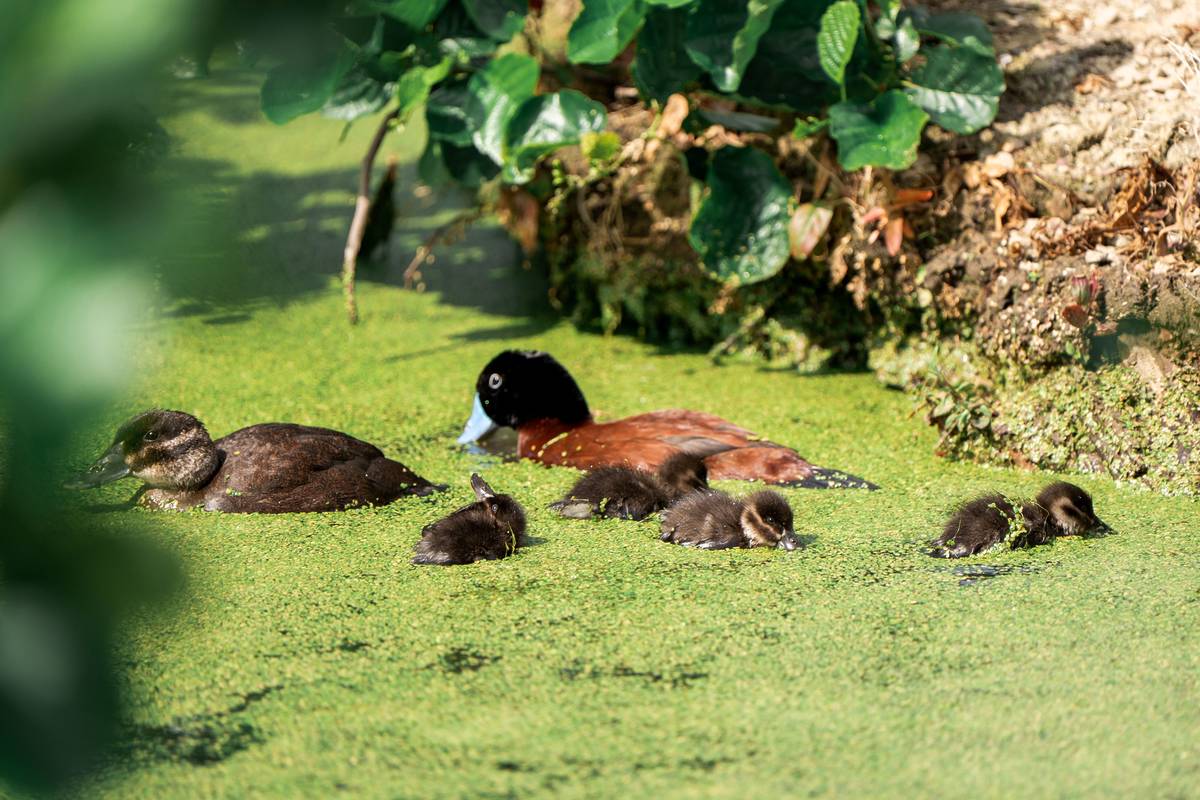 african maccoa ducklings in bogland hatched at chester zoo