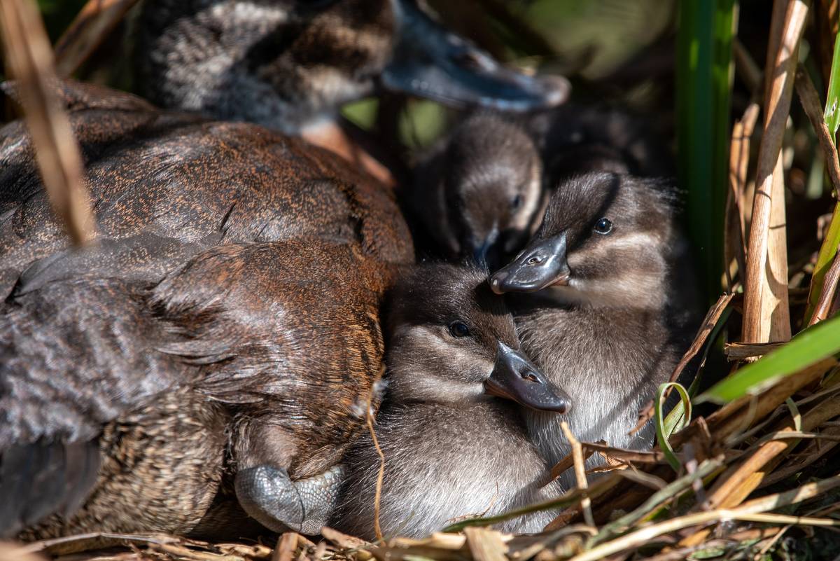 african maccoa ducklings in nest hatched at chester zoo