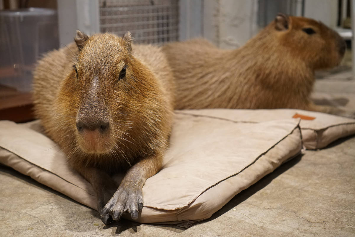 The Only Capybara Cafe In The UK Is Opening Its Doors Soon – And It Will Be Home To Two Baby Capybaras