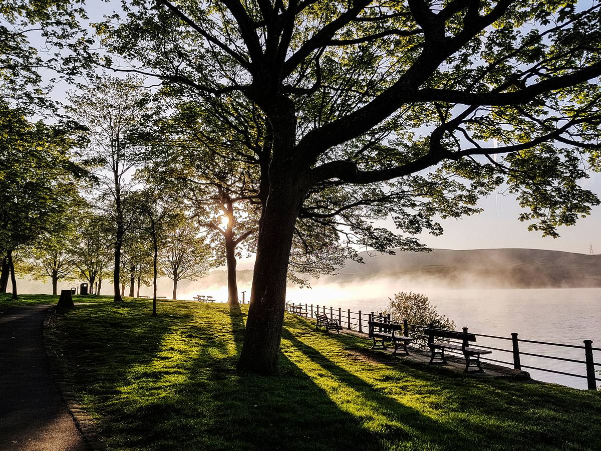hollingworth lake tree and bench on lake path