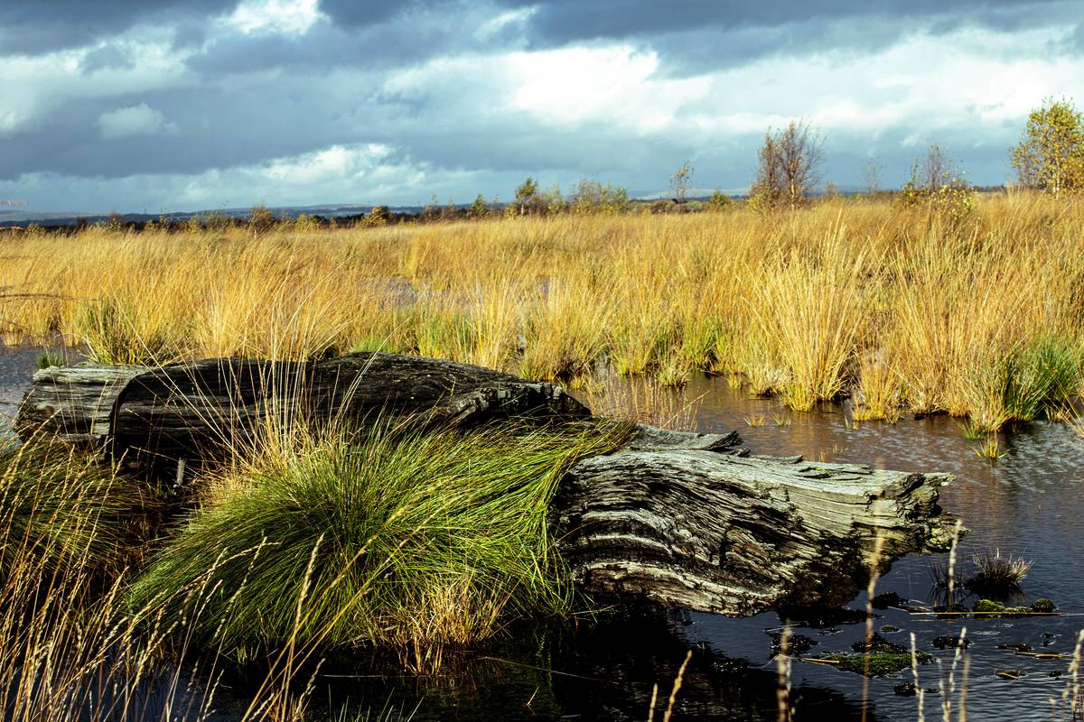 little woolden bog oak log in wetland part of new nature reserve