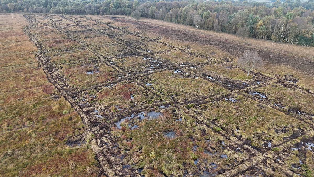 astley moss peatland nature reserve