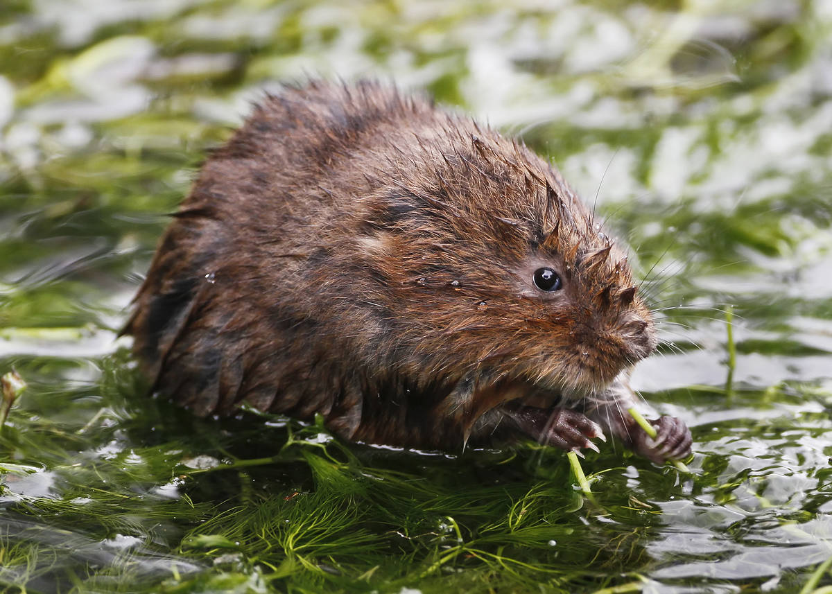 close up of water vole