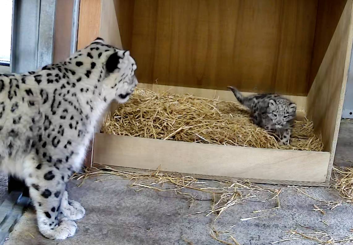 mum Nubra next to snow leopard cub