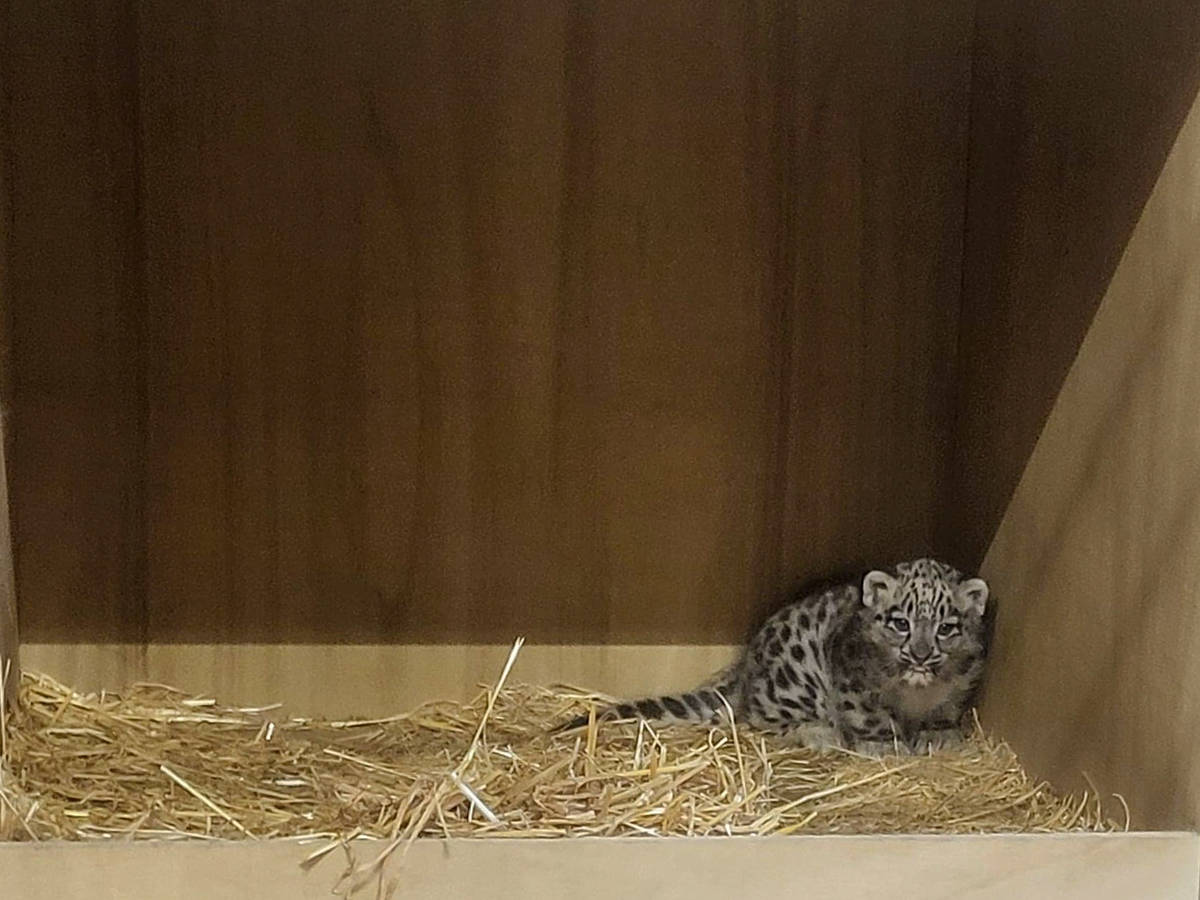snow leopard cub sat in box with hay at chester zoo
