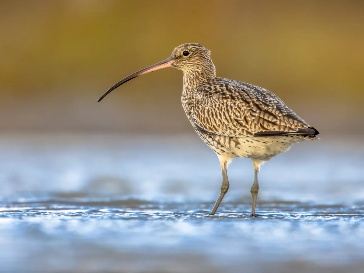 curlew stood in water
