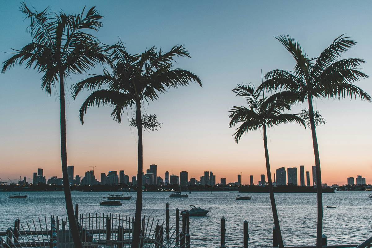 palm trees on the beach in miami