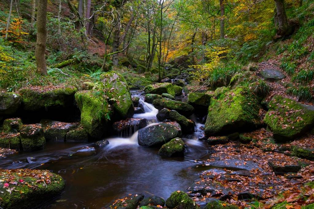 waterfall in woodland padley gorge wildflower walks peak district