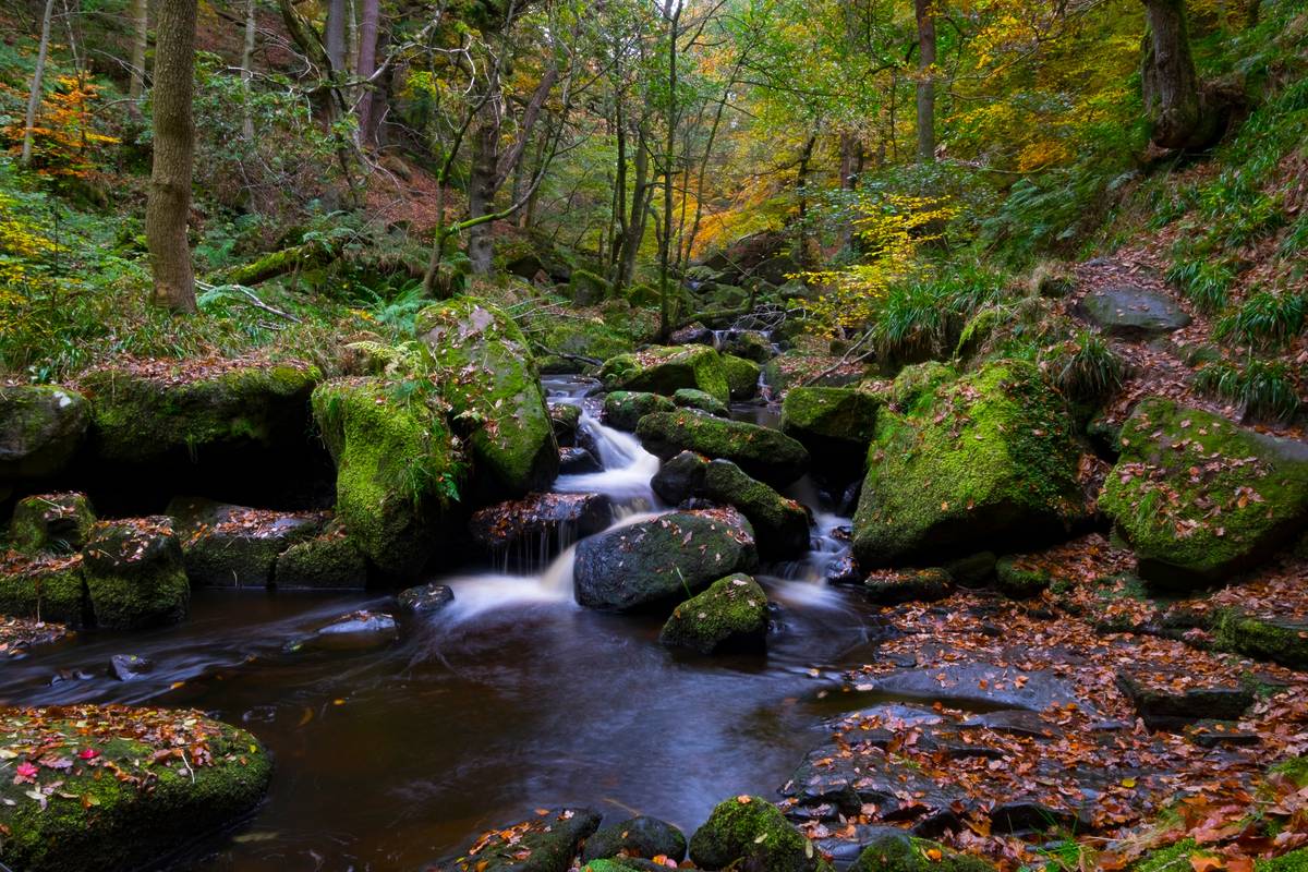 waterfall in woodland padley gorge wildflower walks peak district