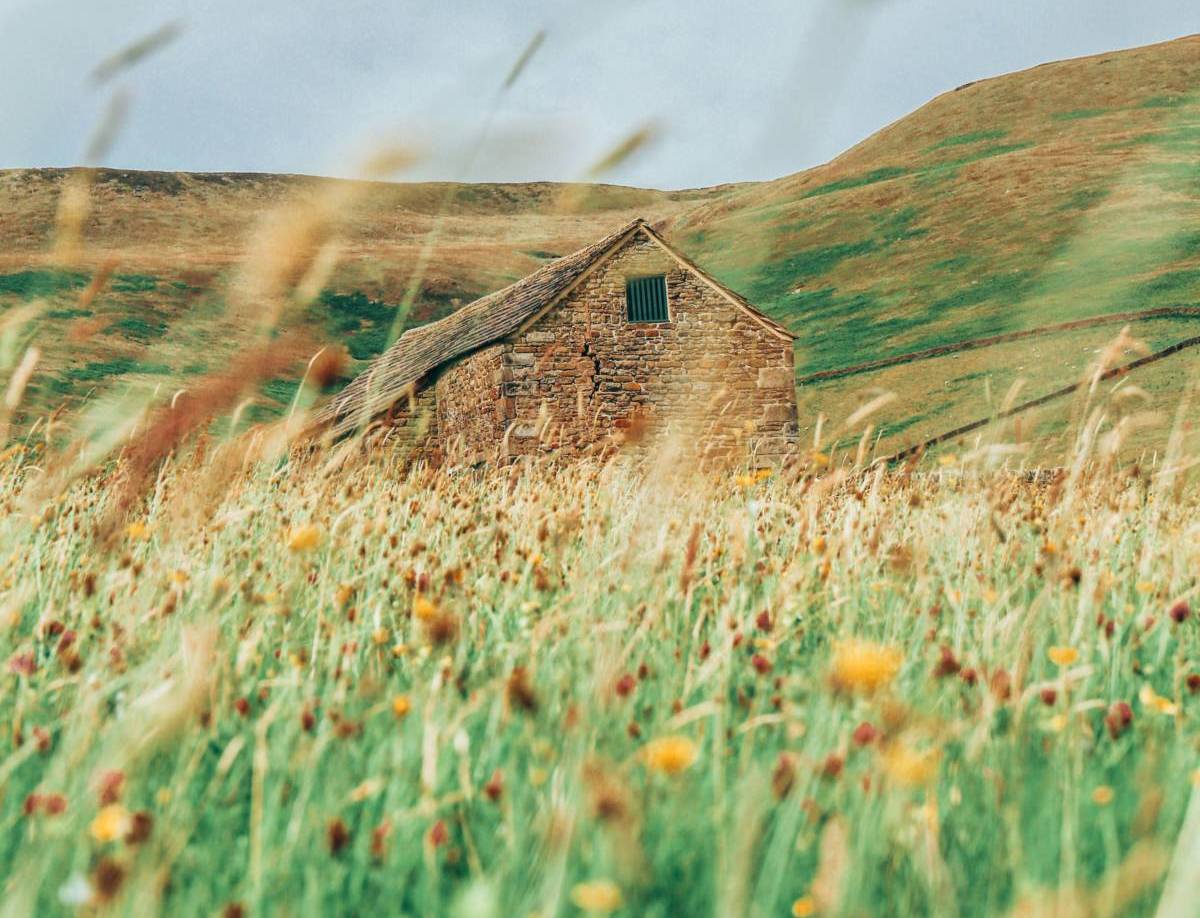 wildflowers in peak district with house in background