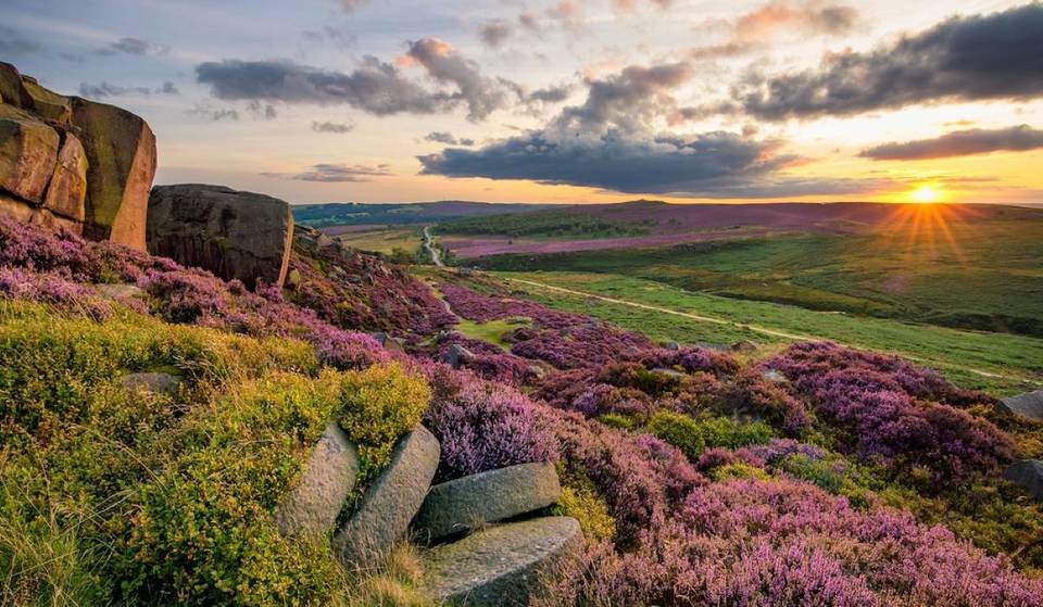 These Gorgeous Wildflower Walks Near Manchester Have Been Named Among The UK’s Best &#8211; Where To See Bluebells, Heather &#038; Poppies Without The Crowds