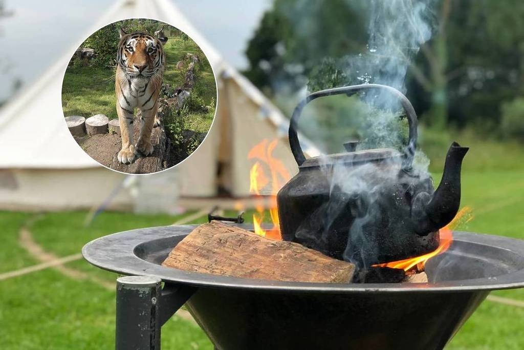 knowsley safari camping sleepover fire with kettle circle with tiger