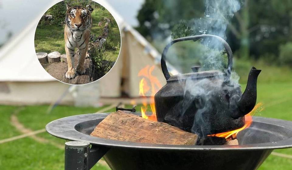 You Can Camp Under The Stars Surrounded By Exotic Animals At This Safari Park Under An Hour From Manchester &#8211; For The Very First Time In Its History