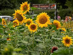 Tucked away near Greater Manchester, this sprawling sunflower field is opening its gates this month with endless golden trails in full bloom – and it’s now included in general admission