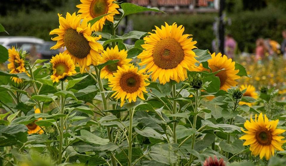 Tucked away near Greater Manchester, this sprawling sunflower field is opening its gates this month with endless golden trails in full bloom – and it’s now included in general admission