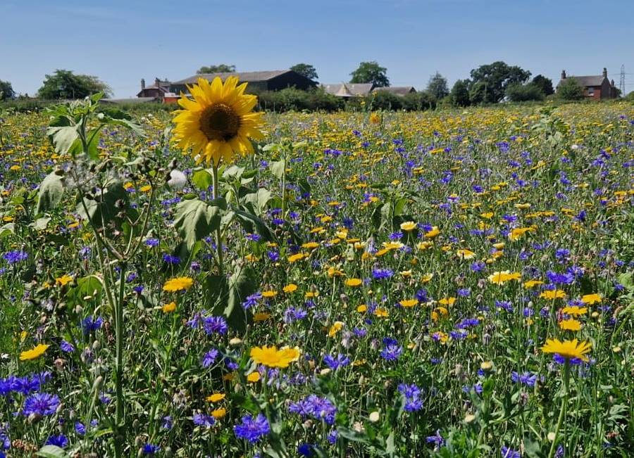 dunham massey sunflower field wildflowers