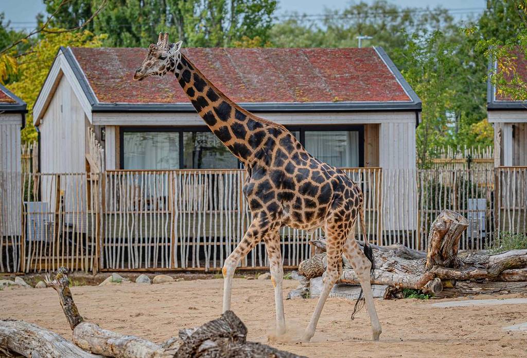 giraffe walking past safari lodges at chester zoo