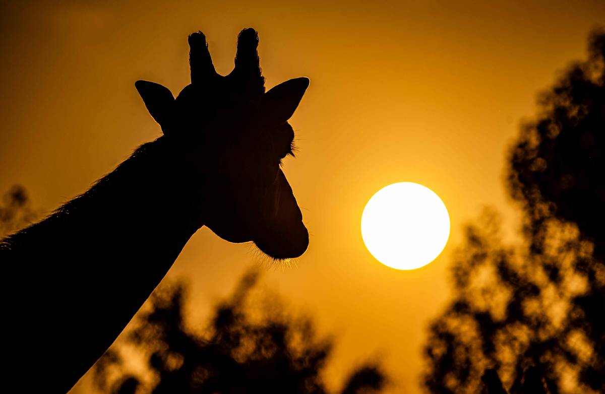 giraffe looking towards sunset