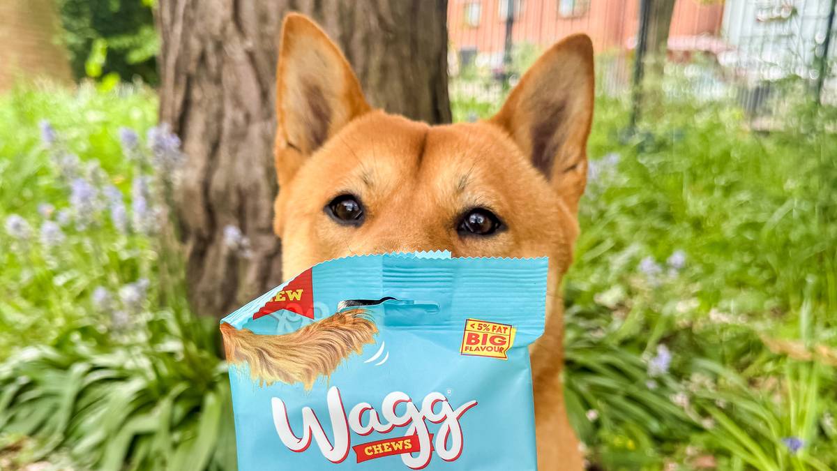 pupnic benches heaton park dog with bag of treats