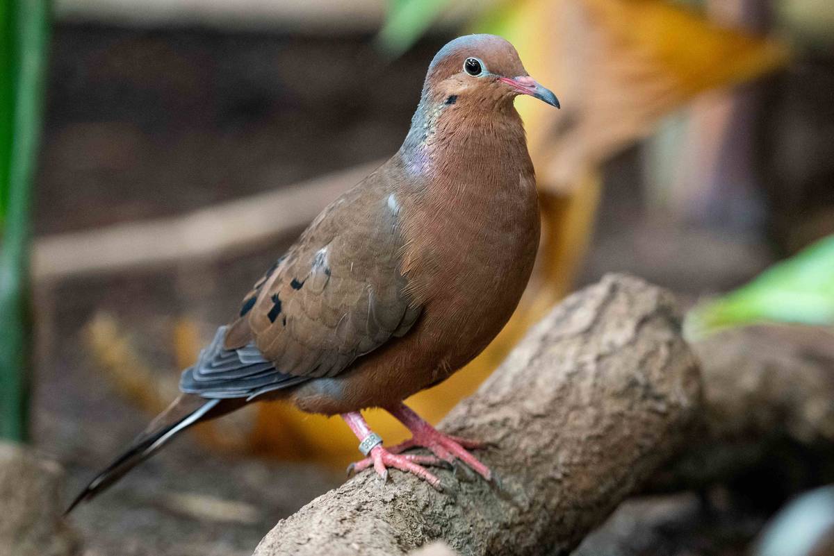 An adult Socorro dove at Chester Zoo