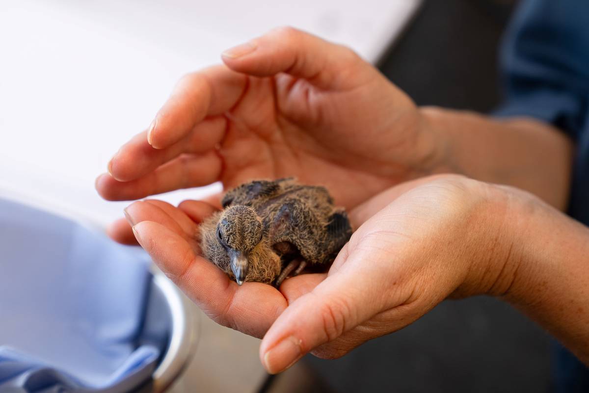 socorro dove chicks in hands