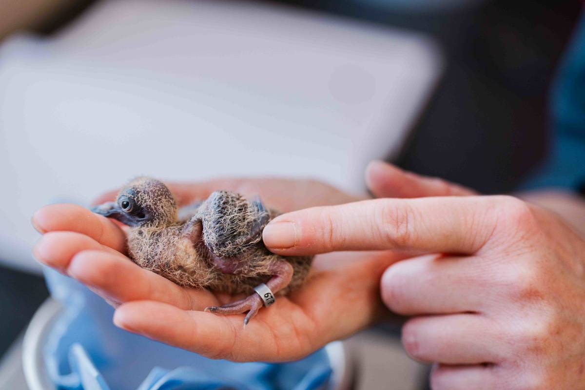 finger touching Socorro dove chick in hand, which hatched at chester zoo