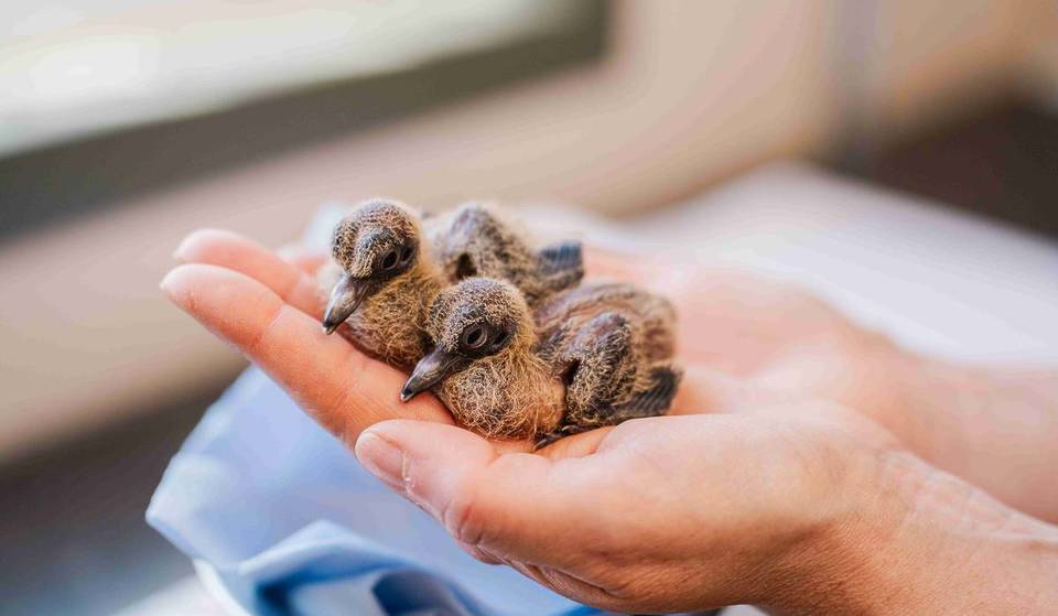 Eight, Rare Socorro Dove Chicks Have Hatched At Chester Zoo – Despite Species Being Extinct In The Wild For Decades