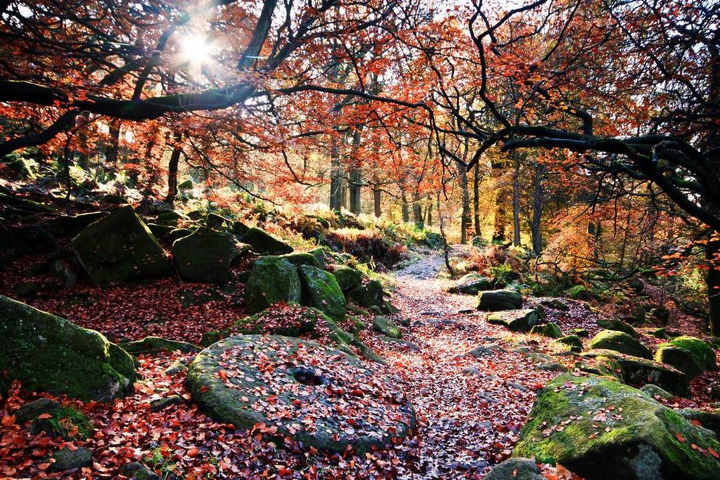 padley gorge woodland peak district autumn walk