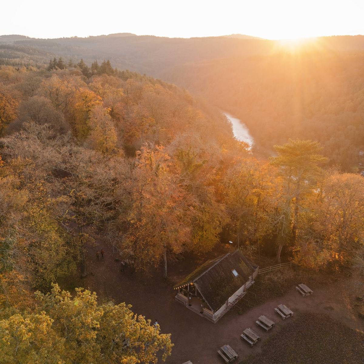 forest of dean trees autumn walks