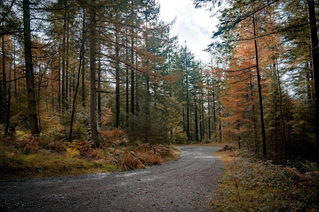 grizedale forest road autumn leaves