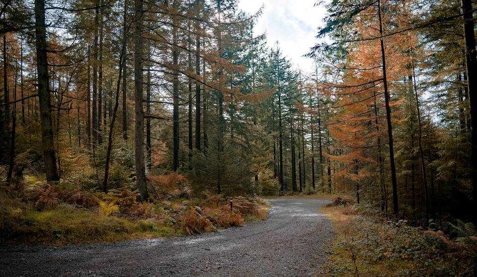 This Stunning North West Forest That Looks Straight Out Of A Nordic Noir Has Been Named One Of England’s Top Spots To See Colourful Autumn Leaves – And It’s Under 2 Hours From Manchester