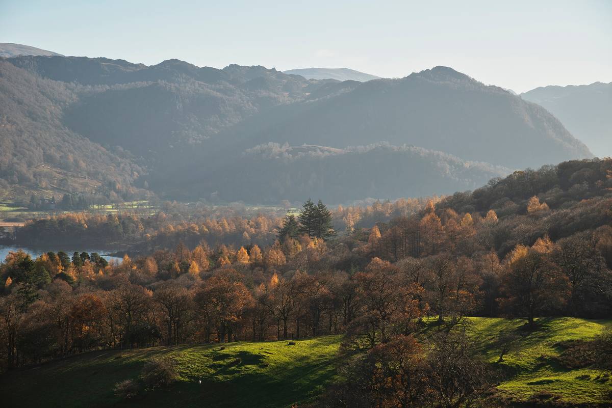 grizedale forest lake district autumn leaves england