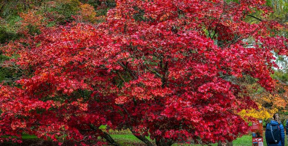 red autumn leaves forestry england