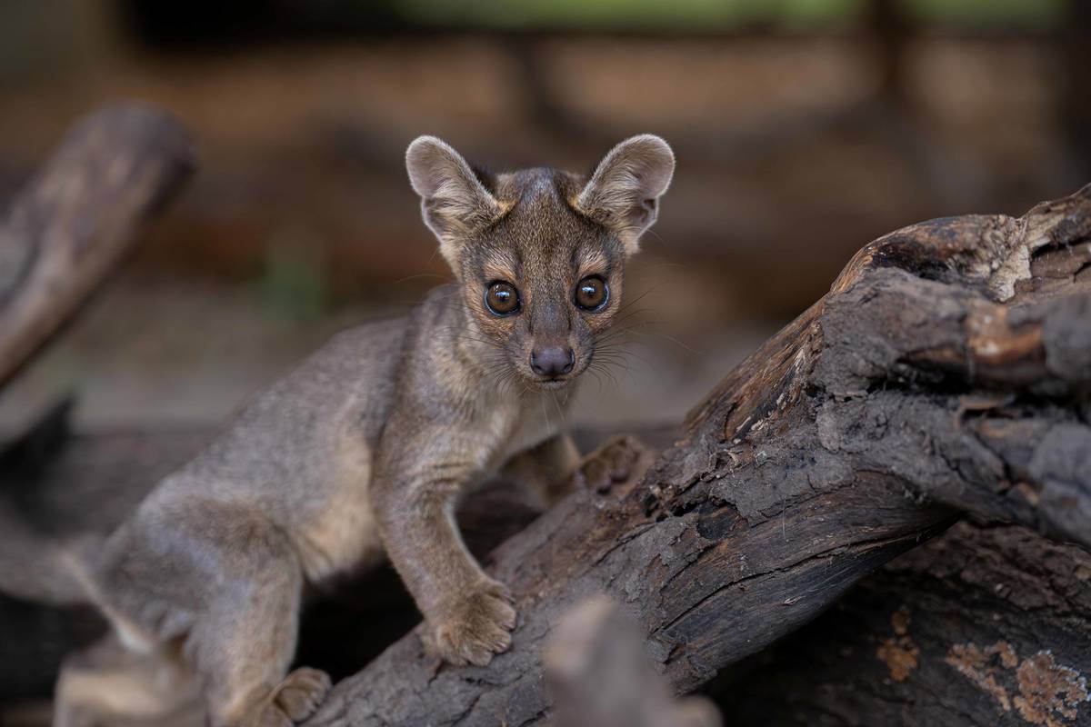 baby fossa pup on tree stump