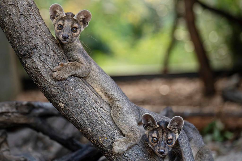 two of the four fossa pups born at chester zoo
